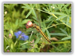 5.7.: Libelle an einer Mohnblte. Weitere Fotos im Dubrow-Ordner vom 5.7. 