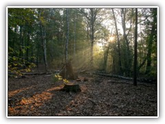 12.10.: Kurz nach Sonnenaufgang auf dem Waldweg nach Ptz.