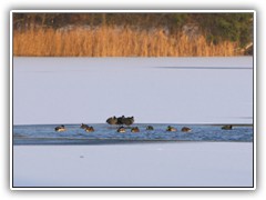 17.1.: Der Ptzer Tonsee hat nur noch in der Mitte eine offene Wasserflche, in der sich Enten und Blehhner aufhalten.