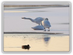 17.1.: Die Singschwne sind, im Gegensatz zu den Hckerschwnen, nur im Winter bei uns zu Gast.