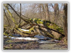 7.4.: Urige Natur im Naturschutzgebiet der Sutschke. Weitere Fotos im Radtour-Ordner vom 7.4. 