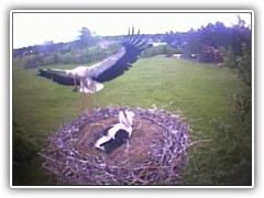 21.5.: Im alten Storchennest kommt die Ablsung. Aber was hat sie im Schnabel?