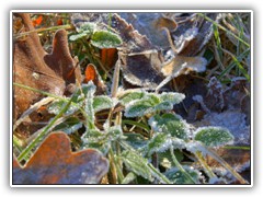 Durch den Nachtfrost bis -3 C zeigten sich viele Pflanzen vereist.