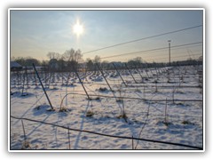 26.1.: Hoffen wir, dass der starke Frost mit Nachttemperaturen bis -16 C den Weinreben am Mhlenberg nicht schadete. Weitere Fotos im Winter-Ordner vom 25.1. 