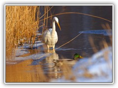 26.1.: Zusammen mit einer Wildente hielt er Ausschau nach Futter.