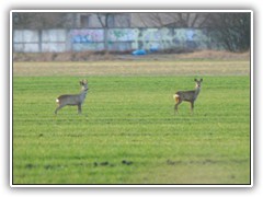 9.2.: Auf dem Feld beobachteten mich zwei Rehe aus sicherer Entfernung genau.