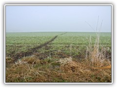 7.3.: So sieht ein Wildpfad ber das Feld aus. Durch den Nebel scheint er in die Unendlichkeit zu fhren.