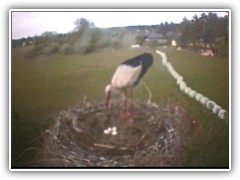 7.5.: Nachmittags am Storchennest: Die Nestkamera zeigte immer noch die 4 geschlossenen Eier.