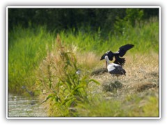 Wieder oben auf der Wiese schien ihn ein grerer Vogel einen Moment zu attackieren.