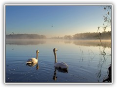 17.11.: Interessiert verfolgten sie den Vorbeiflug zweier Reiher.