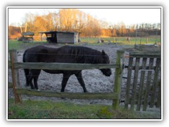 13.1.: Pferderanch in der Vordersiedlung.