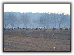 18.3.: An anderer Stelle hatten sich ber 30 Kraniche auf dem Feld versammelt.