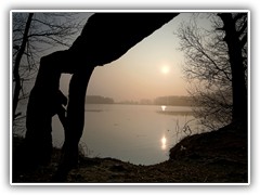 25.3.: Morgendlicher Blick durch eine Wurzel am Ptzer Tonsee. Weitere Fotos im Moorfrsche-Ordner vom 25.3.