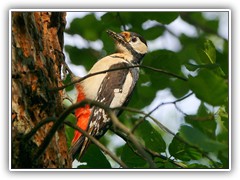 19.5.: Am Buntspecht-Nest in der Vordersiedlung beobachtet. Weitere Fotos im Natur-Ordner vom 19.5.