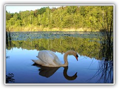 24.5.: Ein Schwan im Sutschke-See. Weitere Fotos im Morgen-Ordner vom 24.5.