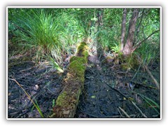 Ob ich �ber diese morsche 'Br�cke' unbeschadet bis zur anderen Seite komme?