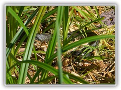 Eine Ringelnatter genoss die w�rmenden Sonnenstrahlen.