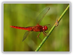 7.7.: Im Entwsserungsgraben auf der Wiese entdeckt: eine Feuerlibelle.