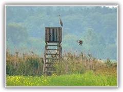 11.9.: Kurz hinter einem Hochstand ist ein landender Greifvogel zu sehen. Ein Reiher beobachtet ihn aufmerksam. Weitere Fotos im Ptzer Plan-Ordner vom 11.9.