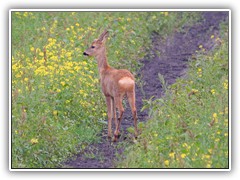 11.9.: Die Rehe liefen direkt unter dem Hochstand vorber. Weitere Fotos im Ptzer Plan-Ordner vom 11.9.