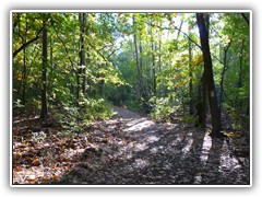 Waldweg entlang des Ptzer Vordersees nach Ptz.