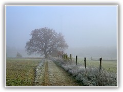 4.11.: Die Eiche auf dem Mhlenberg im Nebel.