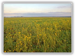 27.11.: Nachmittags auf dem Ptzer Plan. Die Senfpflanzen blhen immer noch.