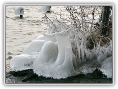 4.1.: Manche Pflanzen hatten eine groe Last zu tragen.