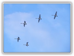 Mit 'singenden' Flgelschlgen berflogen mich Schwne.