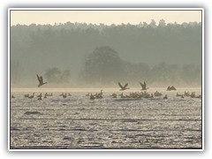 18.1.: Auf dem Ptzer Plan hatten sich Hunderte Wildgnse niedergelassen und suchten nach Futter. Weitere Fotos im Wintertag-Ordner vom 18.1.