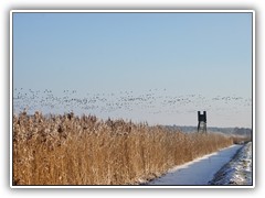 Es war ein riesiger Schwarm Gnse, der ber das Feld flog.