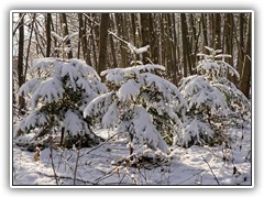 Verschneit standen dort kleine Tannen.
