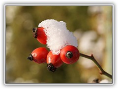 Die berreste der Rosen sind mit Schnee bedeckt.