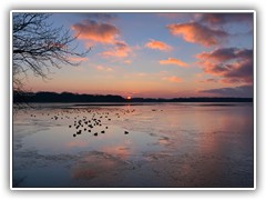 Zahlreiche Blsshhner und Enten tummelten sich in den noch eisfreien Bereichen.