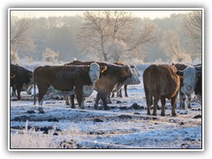 22.1.: Eine abgehrtete Rinderherde. Weitere Fotos im Wintertag-Ordner vom 22.1.