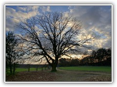 Die ca. 120-130 Jahre alte Eiche auf dem M�hlenberg.