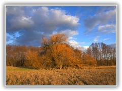 Diese alte Weide leuchtete in rot-gelben Farben.