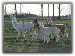Lamas mit den etwas kleineren Alpakas.