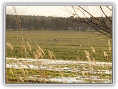 Auf den teilweise �berschwemmten Wiesen tummelten sich Wildg�nse.