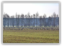 An mehreren Stellen hatten sich Hunderte von Wildg�nsen versammelt.