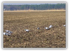Auch Tauben tummelten sich auf dem Feld.