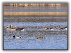 Auch Graug�nse nahmen ein Bad.