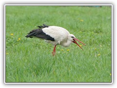 15.4.: An der Thlmannstrae suchte sich ein dritter Storch sein Frhstck. Weitere Fotos im Storchen-Ordner vom 15.4.