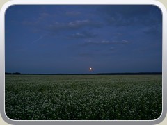 21.6.: Mondaufgang ber einem Feld auf dem Ptzer Plan. Weitere Fotos im Mond-Ordner vom 21.6.