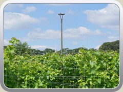 Das leider noch leere Storchennest am Mhlenberg.