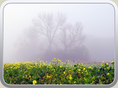 Nebelmorgen am P�tzer Plan