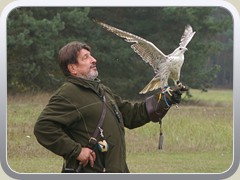 24.10.: Der Falke hat eine an der Drohne lose befestigte Beute entdeckt und startet. Weitere Fotos im Falken-Ordner vom 24.10.</a