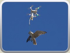 31.12.: Modernes Falken-Training mit einer Drohne. Weitere Fotos im Natur-Ordner vom 30. und 31.12.</a