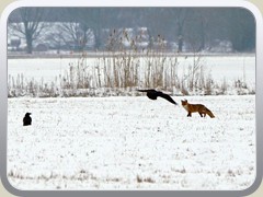 8.1.: Zwei Kolkraben kokettieren mit einem Fuchs.