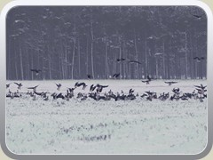 17.1.: Sie lie�en sich auf den Feldern nieder.